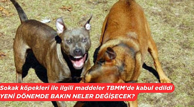 Başıboş sokak köpeği düzenlemesi TBMM’den geçti: İşte yeni dönemde uygulanacak maddeler