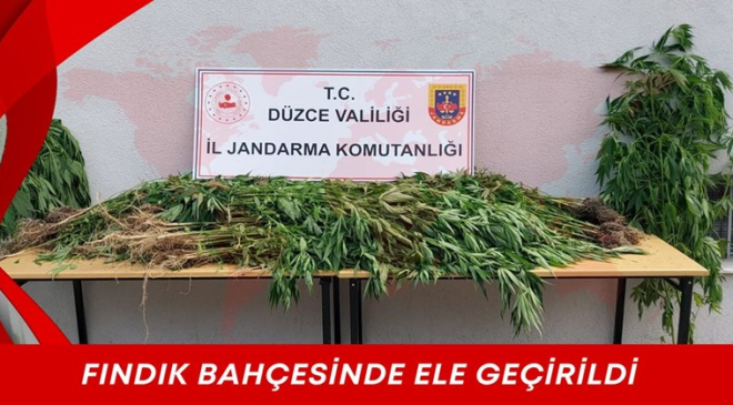 Fındık bahçesinde kenevir yetiştirirken yakalandı