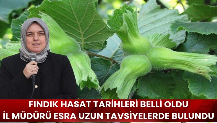Düzce’de fındık hasat tarihleri belli oldu