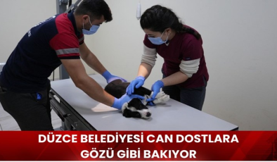 1358 köpek yeni yuvaya kavuştu
